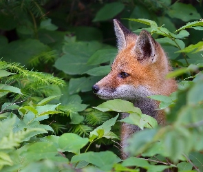 Młody, Las, Lisek