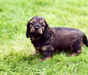 Słodki, Trawa Field spaniel, Szczeniak