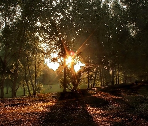 Park, Słońca, Promienie