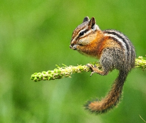 Chipmunk