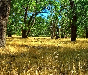 Wysuszona, Trawa, Las