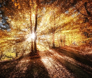 Słońca, Las, Promienie