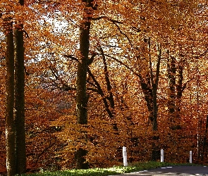Jesień, Drzewa, Droga
