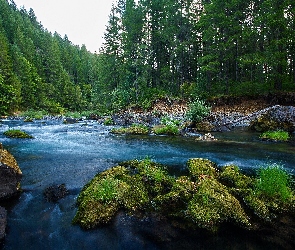 Kamienie, Omszałe, Las, Rzeka