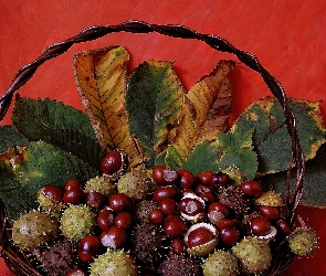 Wiklinowy, Liście, Kasztany, Kosz, Jesień