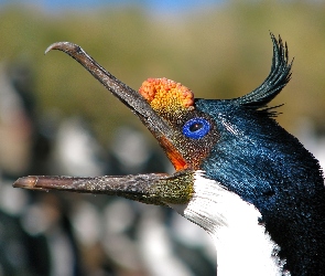 Kormoran, Dziób, Głowa