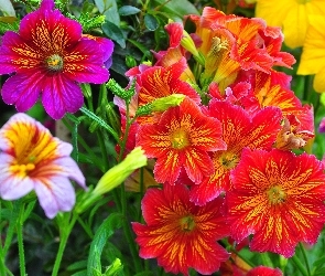Kwiaty, Kolorowe, Tujałka, Salpiglossis