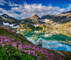 Kwiaty, Różowe, Góry, Jezioro