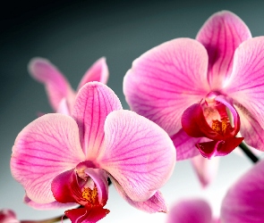 Orchidea, Kwiat, Storczyk
