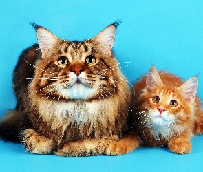 Koty, Tło, Turkusowe, Maine Coon