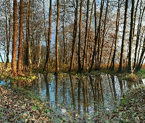 Odbicie, Trawa, Drzewa, Woda, Liście, Jesień