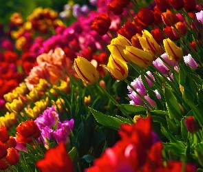 Kolorowe, Tulipany