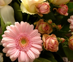 Liście, Pąki, Gerbera, Róże