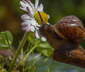 Ślimak, Aster, Konar