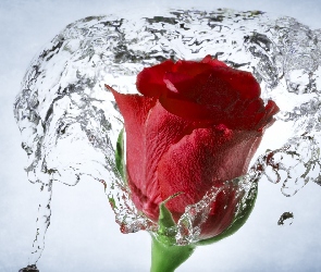 Czerwona, Woda, Róża