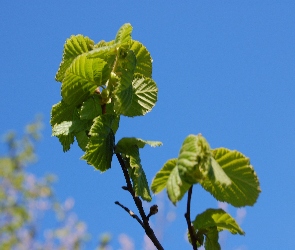 Zielone, Liście, Gałązka