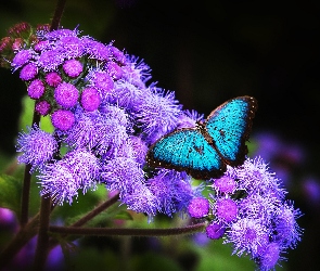 Kwiaty, Fioletowe, Piękny, Motyl