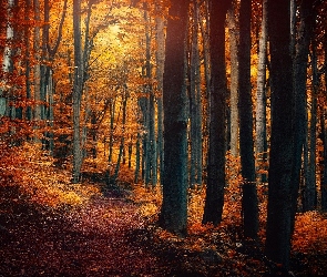 Las, Jesień, Liście, Ścieżka