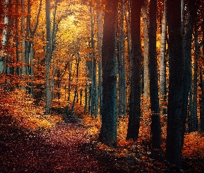 Las, Jesień, Liście, Ścieżka
