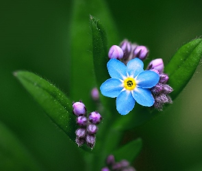 Niebieski, Liście, Kwiatek