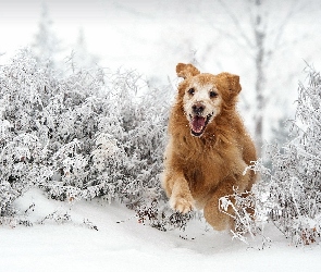 Bieg, Śnieg, Golden Retriever