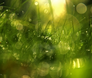 Krople, Bokeh, Trawa