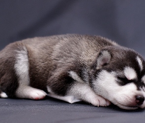 Szczeniak, Siberian Husky, Śpiący