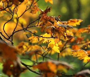 Żółte, Jesień, Liście