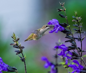 Kwiatki, Koliber, Niebieskie