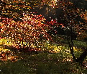 Jesień, Drzewa, Liście, Kolorowe, Czerwone, Trawa