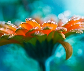 Rosa, Gerbera