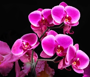 Kwiat, Storczyk, Orchidea