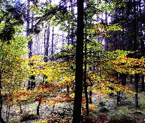 Liście, Zielone, Wysokie, Las, Drzewa, Żółte