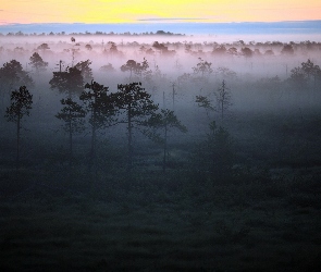 Las, Zachód, Mgła