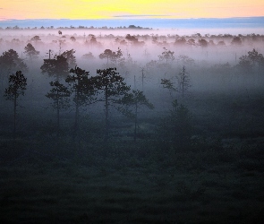 Mgła, Zachód, Las