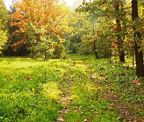 Kolorowe, Jesień, Dróżka, Liście, Trawa, Park, Drzewa