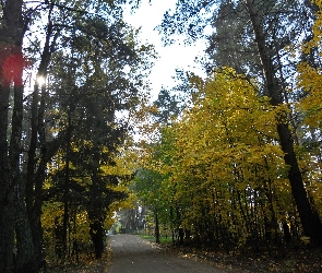 Drzewa, Promienie, Słoneczne, Droga, Las