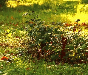 Trawa, Jesień, Liście, Suche, Krzew