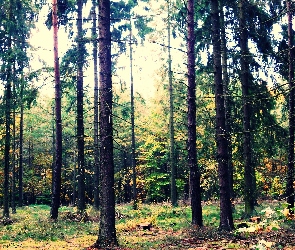 Światła, Błysk, Las, Polana