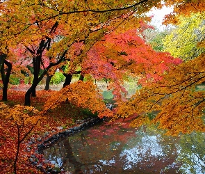 Kolorowe, Jesień, Park, Drzewa, Rzeka