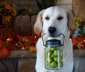 Golden, Szczeniak, Liście, Słoik, Jabłuszka, Jesienne, Retriever