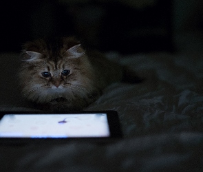 Kot, Tablet