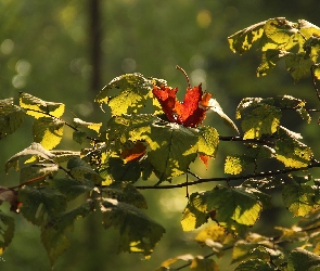 Jesienne, Gałązka, Liście