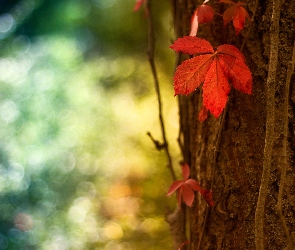 Jesień, Las, Liść, Drzewo