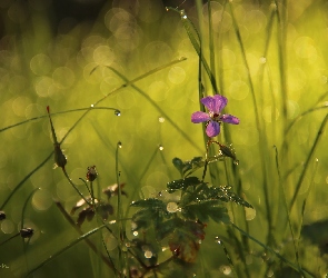 Bokeh, Trawa, Fioletowy, Kwiatek