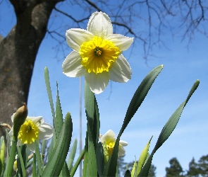 Żonkile