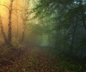 Las, Jesień, Liście, Światło, Mgła