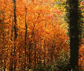 Czerwone, Jesień, Drzewa, Liście