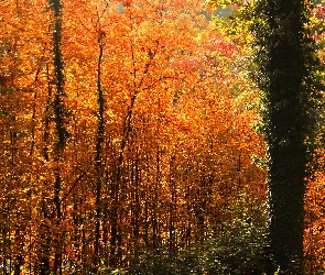 Jesień, Drzewa, Czerwone, Liście