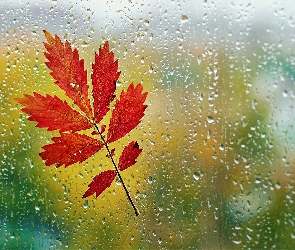 Szyba, Liść, Jesienny, Deszcz
